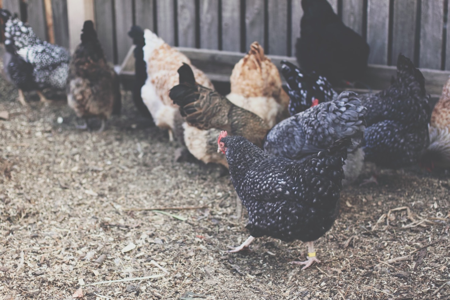 How to Raise Chickens in Urban Spaces